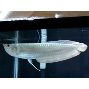 Silver Arowana