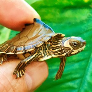 Yearling Pearl River Map Turtle