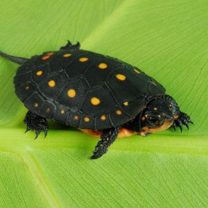 Baby Spotted Turtle