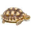 Yearling Sulcata Tortoise