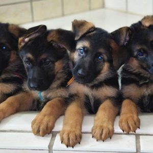 German Shepherd Puppy dog for sale