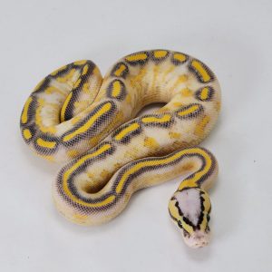 Pastel Highway Ball Python