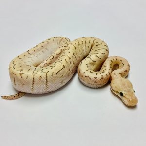 Baby Bamboo Spinner Ball Python