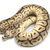 Bumblebee Disco Hypo Leopard Ball Python