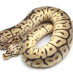 Bumblebee Disco Hypo Leopard Ball Python