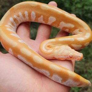 T Negative Albino Blood Python