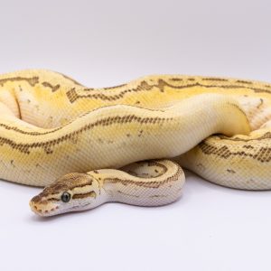 Super Pastel Lesser Ball Python Het Pied