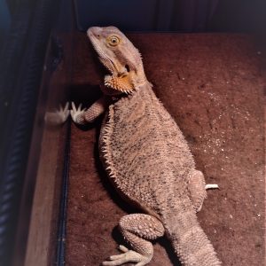 Adult Female Classic Bearded Dragon