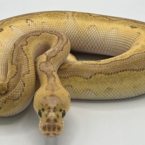 Baby Pastel Lesser Blade Clown ball python
