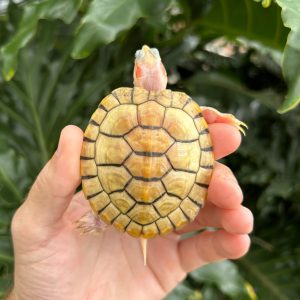 Hybino Red Ear Slider Turtle