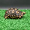 Speke’s Hingeback Tortoise