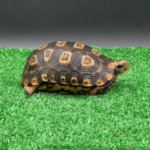 Speke’s Hingeback Tortoise