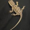 Eastern Bearded Dragon Hybrid