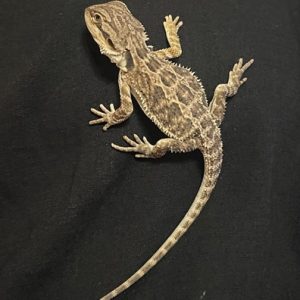 Eastern Bearded Dragon Hybrid