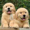 Golden Retriever Puppies for sale near me