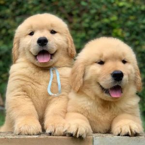 Golden Retriever Puppies for sale near me