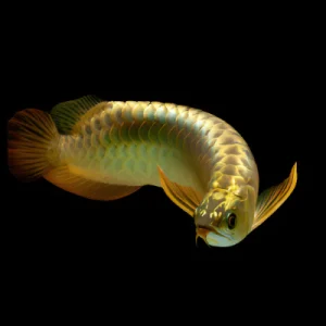 Buy 24K Golden Arowana