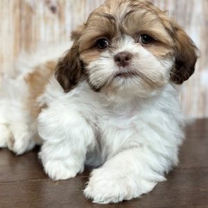 Shih Tzu Puppies for sale near me