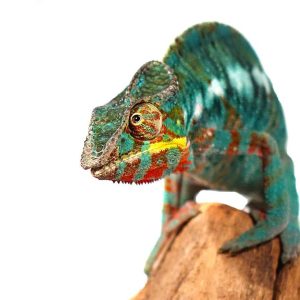 Bermanja Panther Chameleon