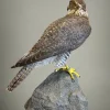 Gyrfalcon For Sale