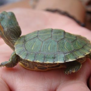 Baby Victoria Pink Eared Turtle
