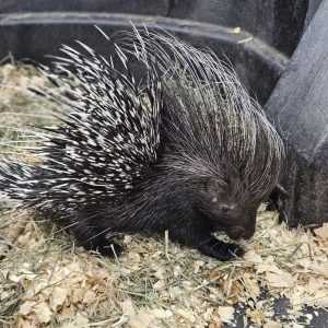 Porcupines For Sale
