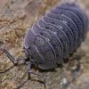 Armadillidium Peraccae Isopods