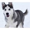 Claire (Siberian Husky)