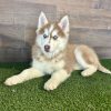Haley (Siberian Husky Puppy For Sale)