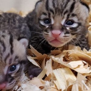 Ocelot Cubs for sale