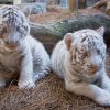 White Tiger Cubs For Sale