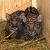 Jaguar Cubs for sale
