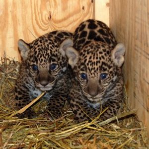 Jaguar Cubs for sale
