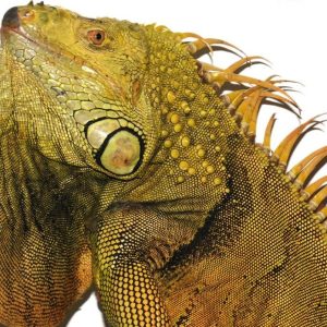 5-6 Foot Green Iguanas
