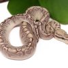 Bamboo GHI Pinstripe Ball Python
