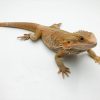 Adult Male Hypo Sunfire Bearded Dragon