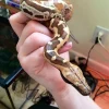 Baby Sumatran Blood Python