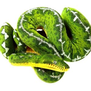 Amazon Basin Emerald Tree Boa
