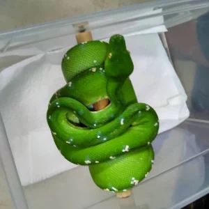 Aru Green Tree Python For Sale
