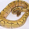 Baby Honey Bee Ball Python For Sale