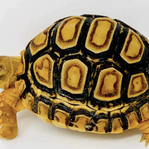 Baby Giant South African Leopard Tortoise