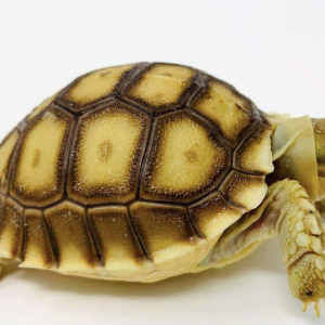 Baby Hypo Sulcata Tortoise