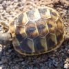 Hermann Tortoise For Sale