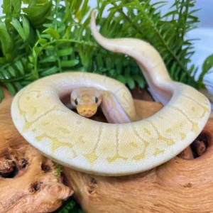 Baby Banana Fire Leopard Lemonblast  Python