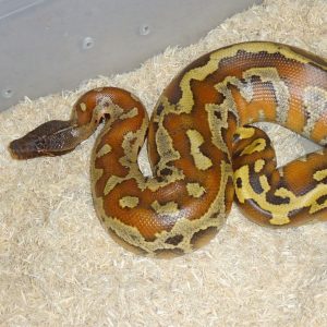 Baby Bangka Blood Python