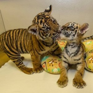 Bengal Tiger Cubs For Sale