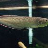 Buy Asian Black Arowana