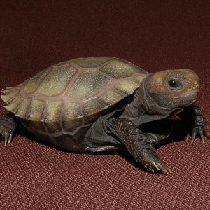 Yearling Burmese Brown Mountain Tortoise