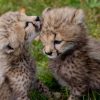 Cheetah Cubs for Sale at Reptile Traders