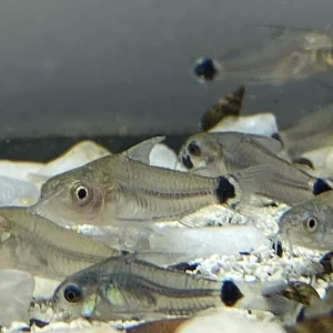 Hastatus Cory For Sale